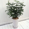 【日比谷花壇】観葉植物「カポックコンパクタ・ホワイトポット」